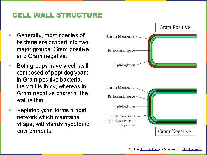 CELL WALL STRUCTURE • Generally, most species of bacteria are divided into two major CELL WALL STRUCTURE • Generally, most species of bacteria are divided into two major