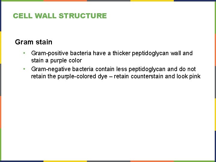 CELL WALL STRUCTURE Gram stain • Gram-positive bacteria have a thicker peptidoglycan wall and CELL WALL STRUCTURE Gram stain • Gram-positive bacteria have a thicker peptidoglycan wall and