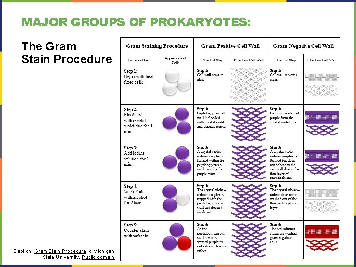 MAJOR GROUPS OF PROKARYOTES: The Gram Stain Procedure Caption: Gram Stain Procedure (c)Michigan State MAJOR GROUPS OF PROKARYOTES: The Gram Stain Procedure Caption: Gram Stain Procedure (c)Michigan State