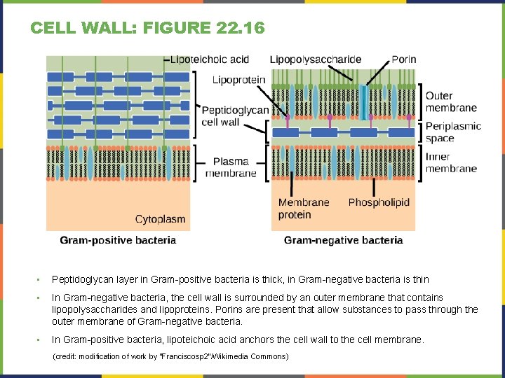 CELL WALL: FIGURE 22. 16 • Peptidoglycan layer in Gram-positive bacteria is thick, in CELL WALL: FIGURE 22. 16 • Peptidoglycan layer in Gram-positive bacteria is thick, in