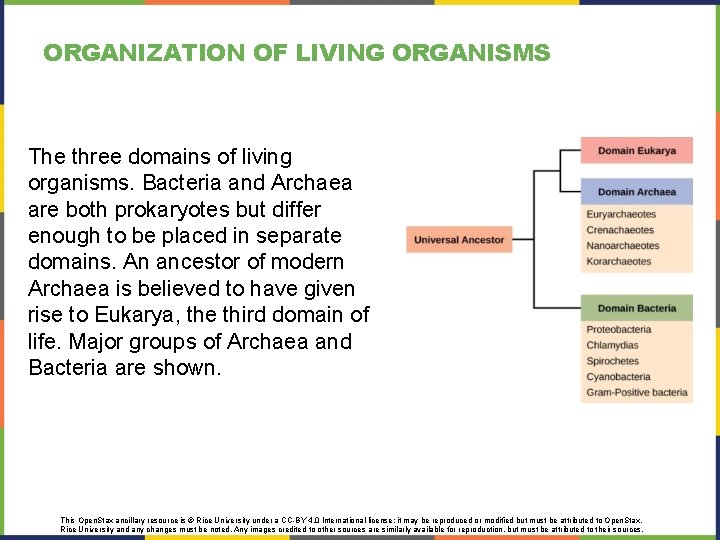 ORGANIZATION OF LIVING ORGANISMS The three domains of living organisms. Bacteria and Archaea are ORGANIZATION OF LIVING ORGANISMS The three domains of living organisms. Bacteria and Archaea are