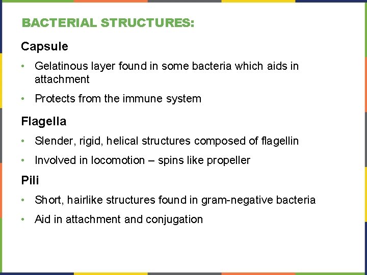 BACTERIAL STRUCTURES: Capsule • Gelatinous layer found in some bacteria which aids in attachment BACTERIAL STRUCTURES: Capsule • Gelatinous layer found in some bacteria which aids in attachment