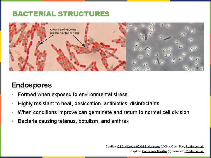 BACTERIAL STRUCTURES Endospores • Formed when exposed to environmental stress • Highly resistant to BACTERIAL STRUCTURES Endospores • Formed when exposed to environmental stress • Highly resistant to