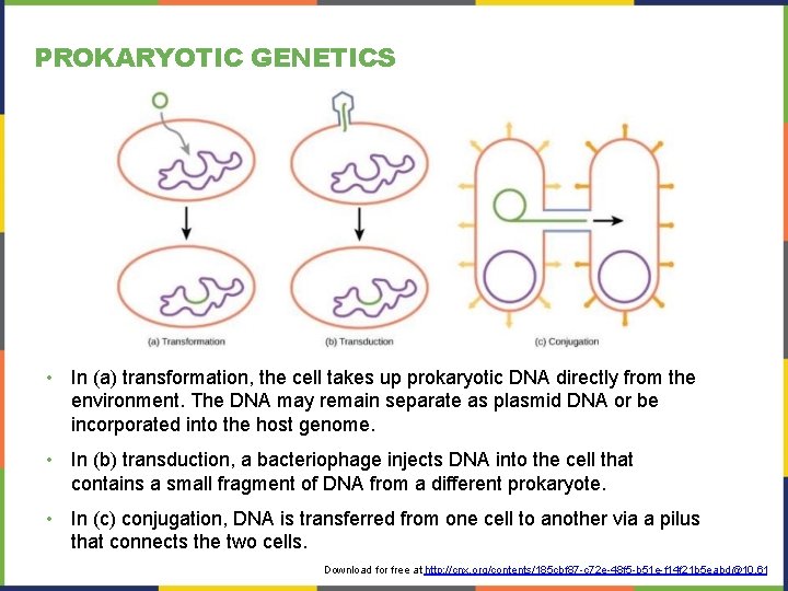 PROKARYOTIC GENETICS • In (a) transformation, the cell takes up prokaryotic DNA directly from PROKARYOTIC GENETICS • In (a) transformation, the cell takes up prokaryotic DNA directly from