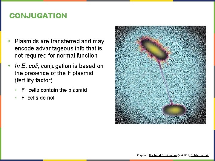 CONJUGATION • Plasmids are transferred and may encode advantageous info that is not required CONJUGATION • Plasmids are transferred and may encode advantageous info that is not required