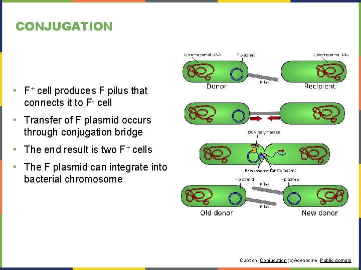 CONJUGATION • F+ cell produces F pilus that connects it to F- cell • CONJUGATION • F+ cell produces F pilus that connects it to F- cell •