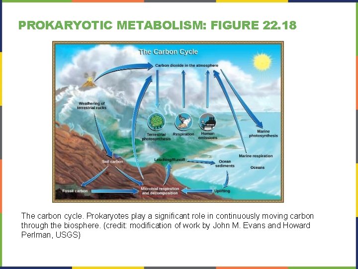 PROKARYOTIC METABOLISM: FIGURE 22. 18 The carbon cycle. Prokaryotes play a significant role in PROKARYOTIC METABOLISM: FIGURE 22. 18 The carbon cycle. Prokaryotes play a significant role in