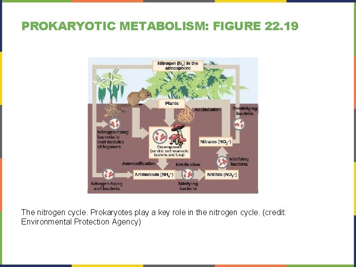 PROKARYOTIC METABOLISM: FIGURE 22. 19 The nitrogen cycle. Prokaryotes play a key role in PROKARYOTIC METABOLISM: FIGURE 22. 19 The nitrogen cycle. Prokaryotes play a key role in