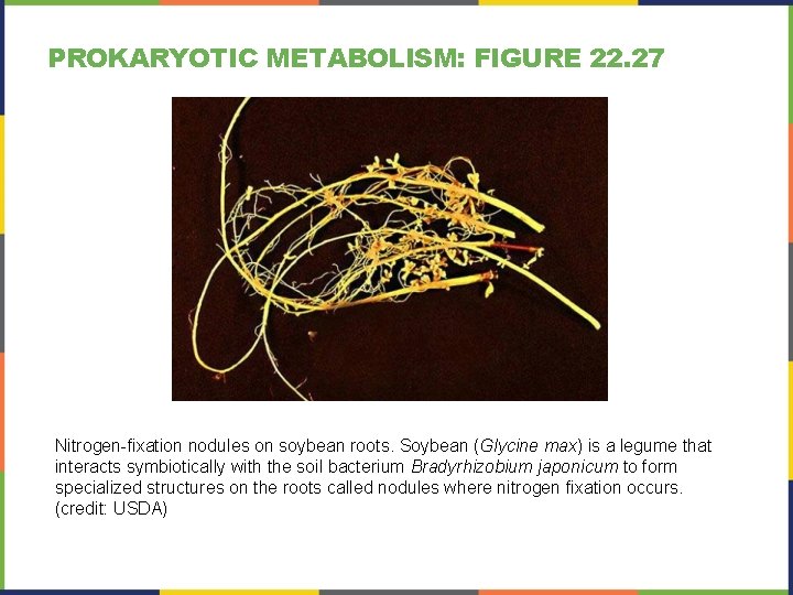 PROKARYOTIC METABOLISM: FIGURE 22. 27 Nitrogen-fixation nodules on soybean roots. Soybean (Glycine max) is PROKARYOTIC METABOLISM: FIGURE 22. 27 Nitrogen-fixation nodules on soybean roots. Soybean (Glycine max) is