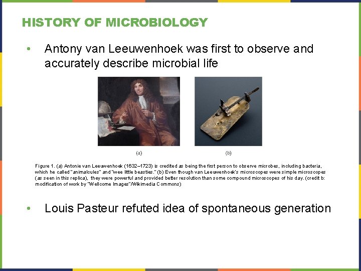 HISTORY OF MICROBIOLOGY • Antony van Leeuwenhoek was first to observe and accurately describe HISTORY OF MICROBIOLOGY • Antony van Leeuwenhoek was first to observe and accurately describe