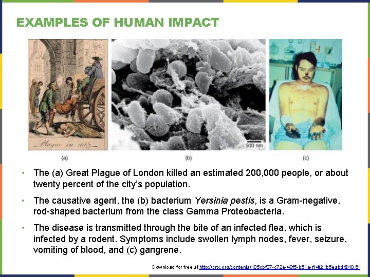 EXAMPLES OF HUMAN IMPACT • The (a) Great Plague of London killed an estimated EXAMPLES OF HUMAN IMPACT • The (a) Great Plague of London killed an estimated