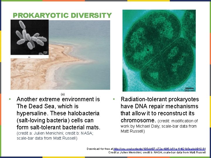 PROKARYOTIC DIVERSITY • Another extreme environment is The Dead Sea, which is hypersaline. These PROKARYOTIC DIVERSITY • Another extreme environment is The Dead Sea, which is hypersaline. These