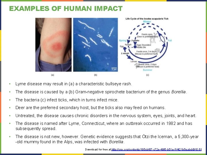 EXAMPLES OF HUMAN IMPACT • Lyme disease may result in (a) a characteristic bullseye EXAMPLES OF HUMAN IMPACT • Lyme disease may result in (a) a characteristic bullseye
