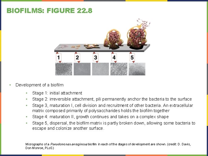 BIOFILMS: FIGURE 22. 8 • Development of a biofilm • • • Stage 1: BIOFILMS: FIGURE 22. 8 • Development of a biofilm • • • Stage 1: