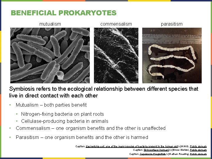 BENEFICIAL PROKARYOTES mutualism commensalism parasitism Symbiosis refers to the ecological relationship between different species BENEFICIAL PROKARYOTES mutualism commensalism parasitism Symbiosis refers to the ecological relationship between different species