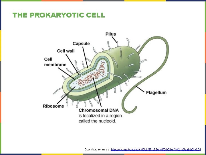 THE PROKARYOTIC CELL Download for free at http: //cnx. org/contents/185 cbf 87 -c 72 THE PROKARYOTIC CELL Download for free at http: //cnx. org/contents/185 cbf 87 -c 72