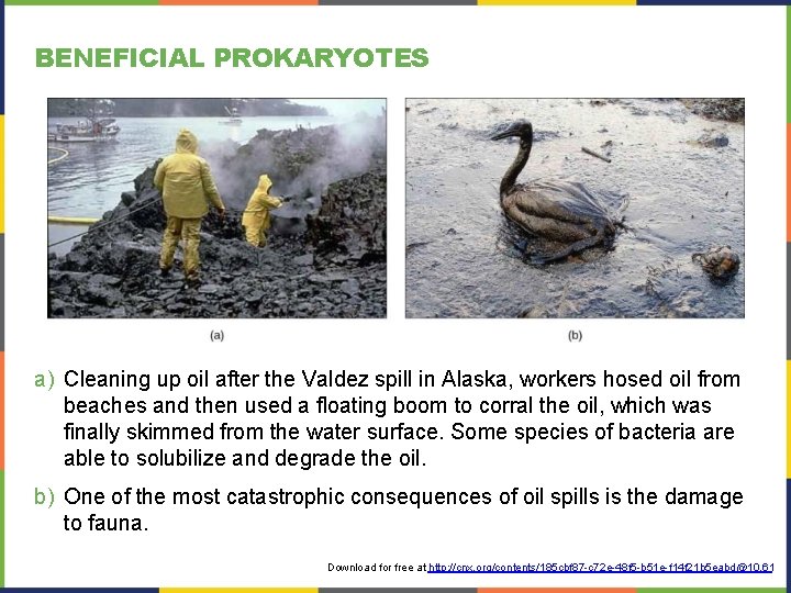 BENEFICIAL PROKARYOTES a) Cleaning up oil after the Valdez spill in Alaska, workers hosed BENEFICIAL PROKARYOTES a) Cleaning up oil after the Valdez spill in Alaska, workers hosed