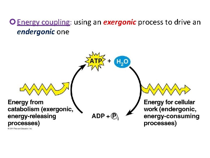  Energy coupling: using an exergonic process to drive an endergonic one 