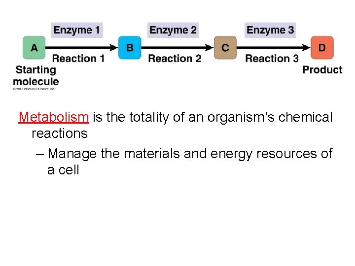 Metabolism is the totality of an organism’s chemical reactions – Manage the materials and