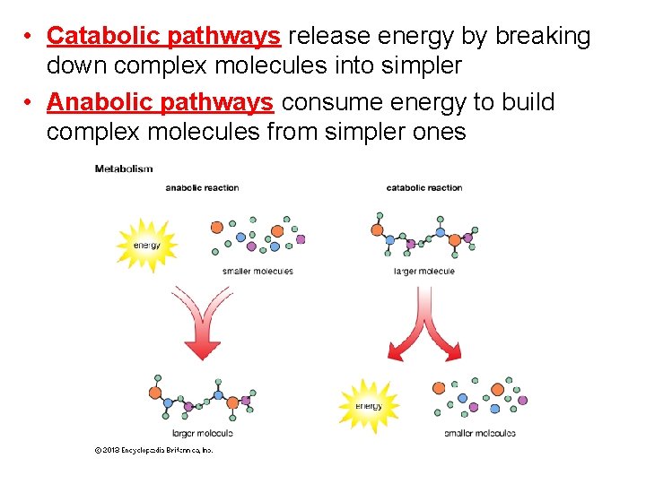  • Catabolic pathways release energy by breaking down complex molecules into simpler •