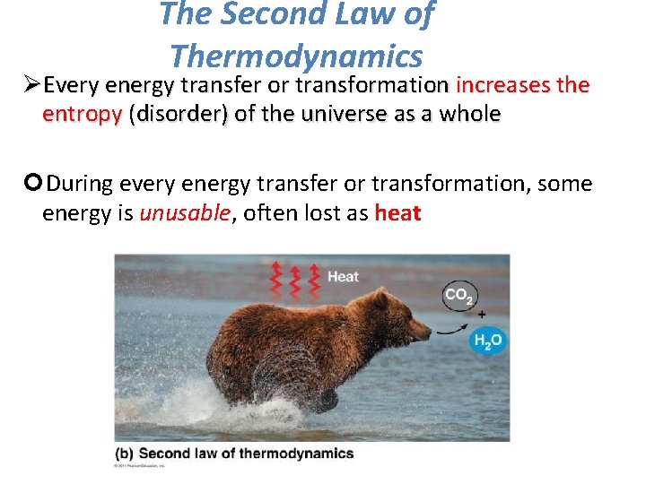 The Second Law of Thermodynamics ØEvery energy transfer or transformation increases the entropy (disorder)
