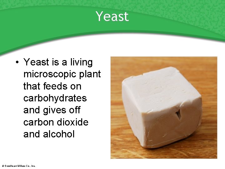 Yeast • Yeast is a living microscopic plant that feeds on carbohydrates and gives