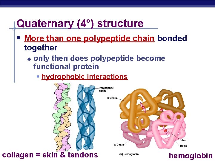 Quaternary (4°) structure More than one polypeptide chain bonded together u only then does