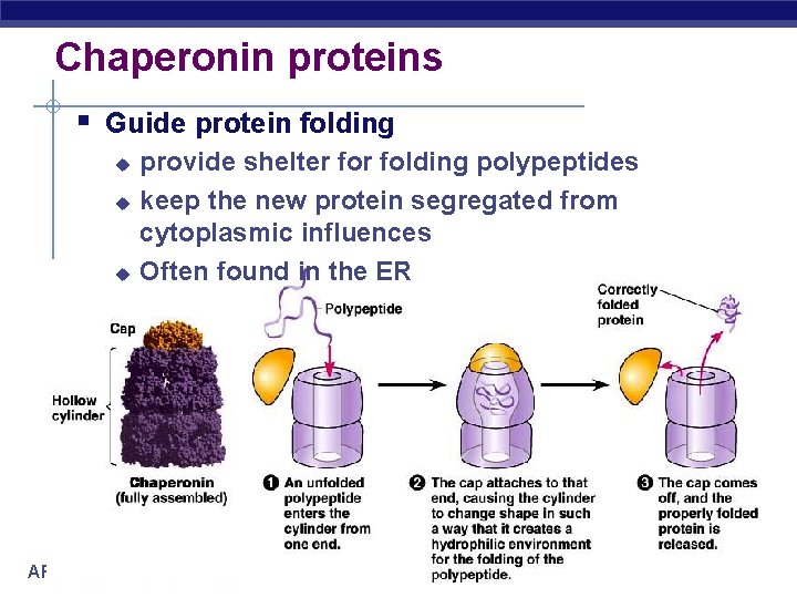 Chaperonin proteins Guide protein folding u u u AP Biology provide shelter folding polypeptides