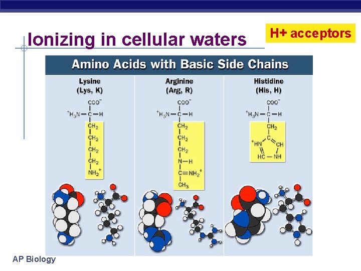 Ionizing in cellular waters AP Biology H+ acceptors 