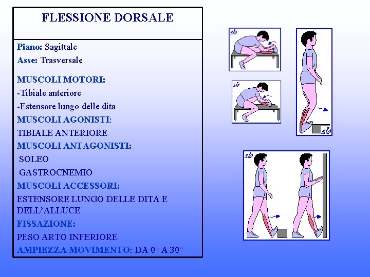 FLESSIONE DORSALE Piano: Sagittale Asse: Trasversale MUSCOLI MOTORI: -Tibiale anteriore -Estensore lungo delle dita