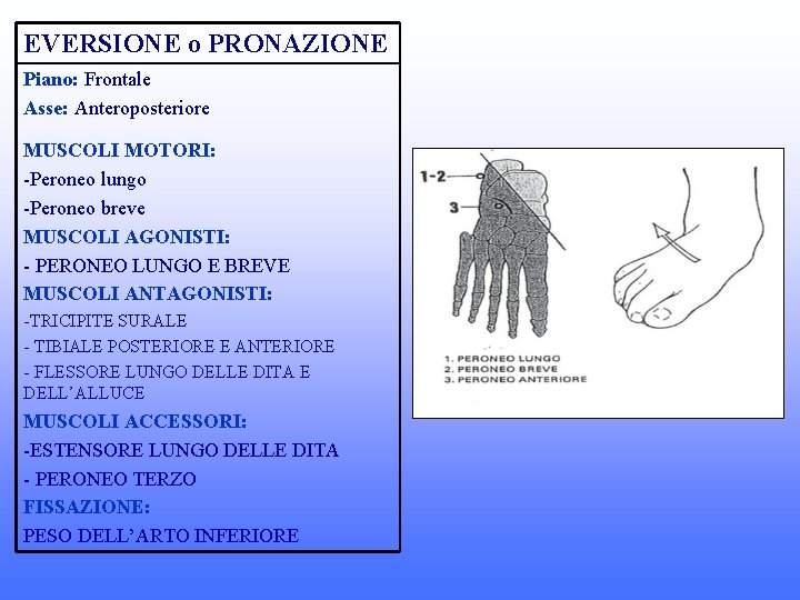 EVERSIONE o PRONAZIONE Piano: Frontale Asse: Anteroposteriore MUSCOLI MOTORI: -Peroneo lungo -Peroneo breve MUSCOLI