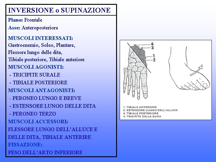 INVERSIONE o SUPINAZIONE Piano: Frontale Asse: Anteroposteriore MUSCOLI INTERESSATI: Gastrocnemio, Soleo, Plantare, Flessore lungo