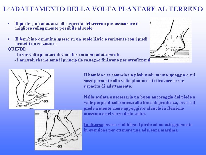 L’ADATTAMENTO DELLA VOLTA PLANTARE AL TERRENO • Il piede può adattarsi alle asperità del