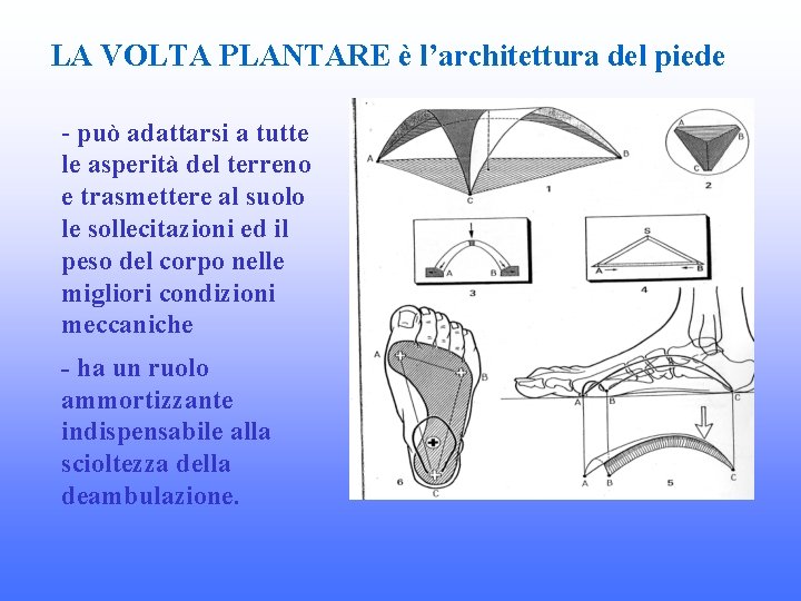 LA VOLTA PLANTARE è l’architettura del piede - può adattarsi a tutte le asperità