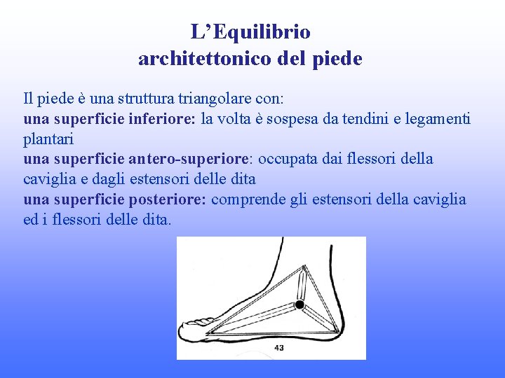 L’Equilibrio architettonico del piede Il piede è una struttura triangolare con: una superficie inferiore: