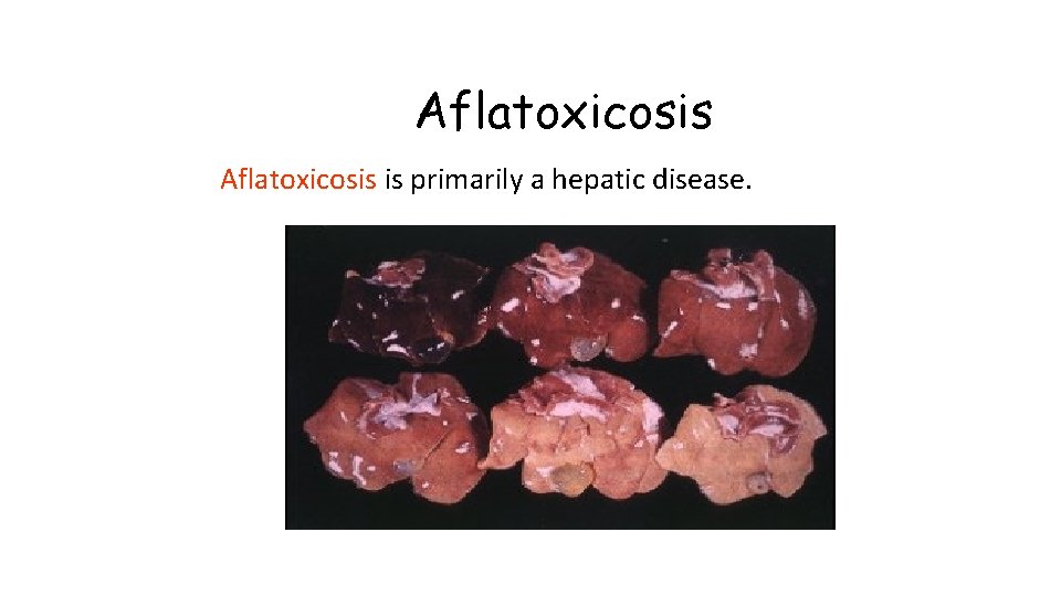 Aflatoxicosis is primarily a hepatic disease. 