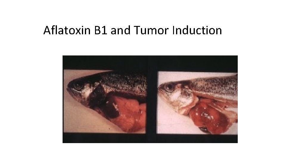 Aflatoxin B 1 and Tumor Induction 