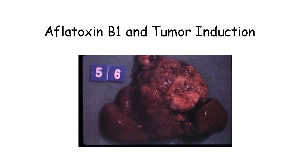 Aflatoxin B 1 and Tumor Induction 