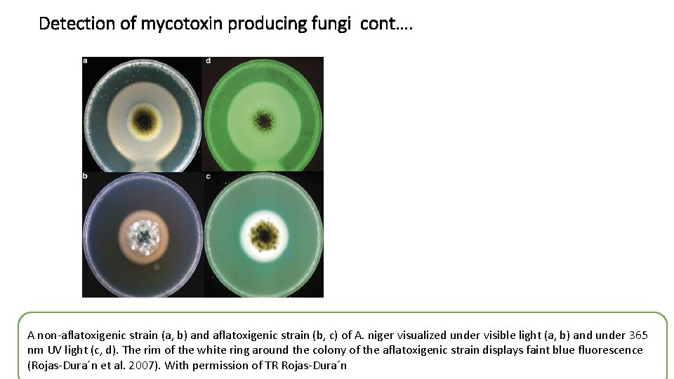 Detection of mycotoxin producing fungi cont…. A non‐aflatoxigenic strain (a, b) and aflatoxigenic strain