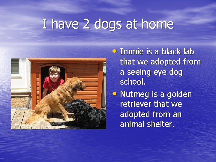 I have 2 dogs at home • Immie is a black lab • that