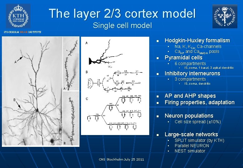 The layer 2/3 cortex model Single cell model STOCKHOLM BRAIN INSTITUTE n Hodgkin-Huxley formalism