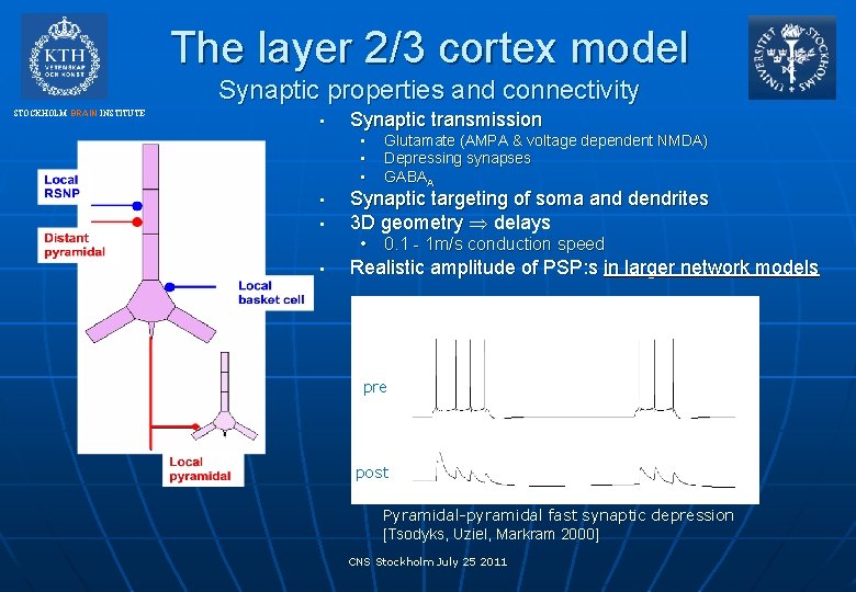 The layer 2/3 cortex model Synaptic properties and connectivity STOCKHOLM BRAIN INSTITUTE • Synaptic