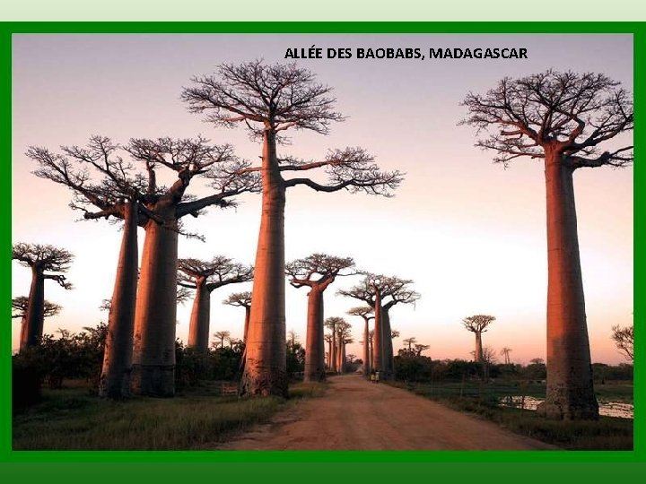 ALLÉE DES BAOBABS, MADAGASCAR 