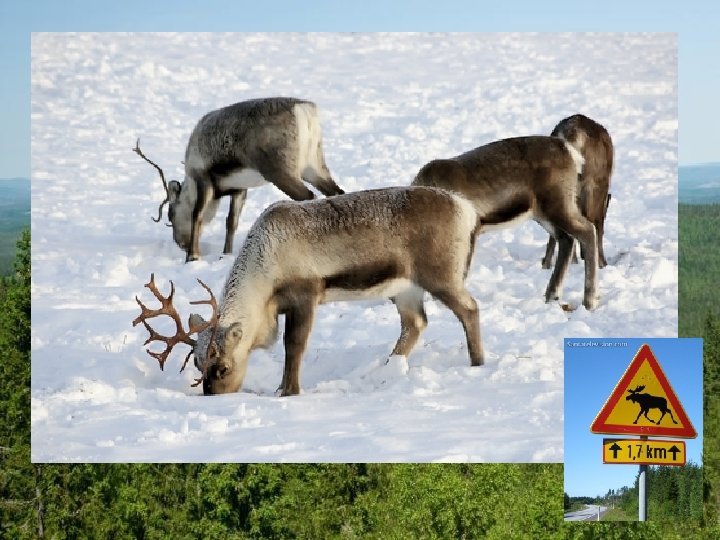 Lesy – najväčšie fínske bohatstvo TYPY KRAJÍN • najväčšiu časť krajiny lesy (takmer ¾