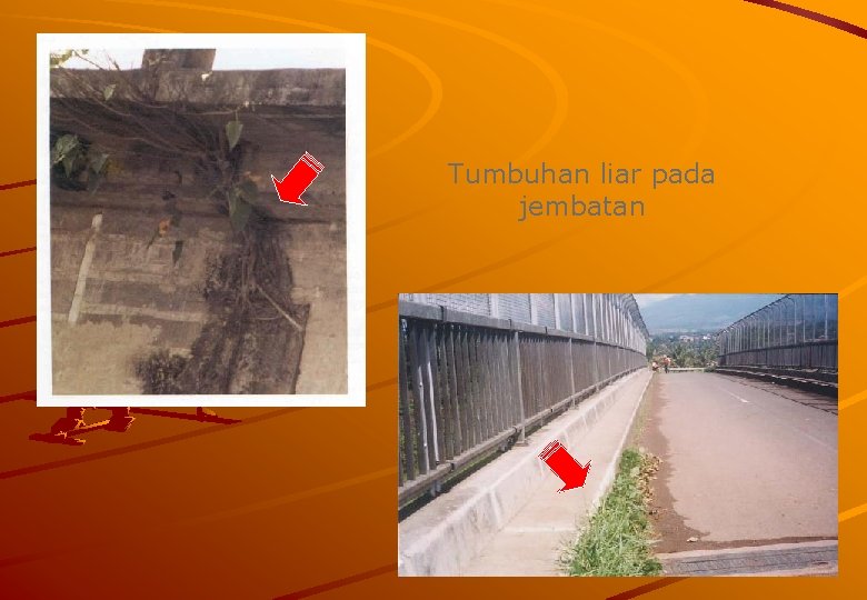 Tumbuhan liar pada jembatan 