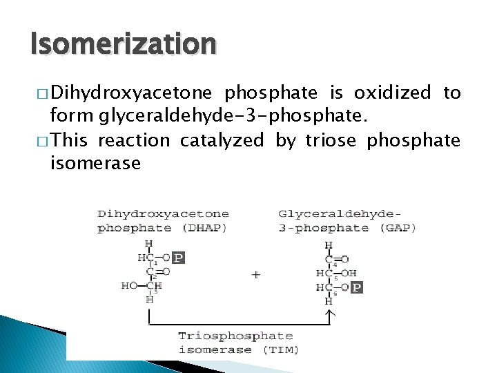 Isomerization � Dihydroxyacetone phosphate is oxidized to form glyceraldehyde-3 -phosphate. � This reaction catalyzed
