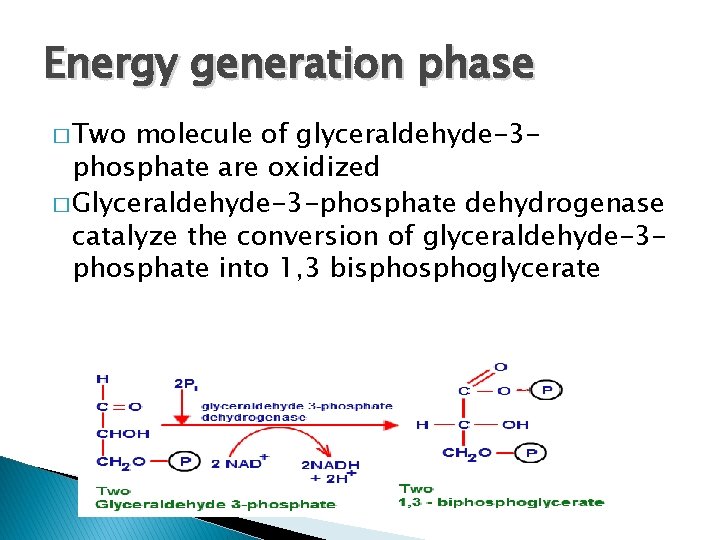 Energy generation phase � Two molecule of glyceraldehyde-3 phosphate are oxidized � Glyceraldehyde-3 -phosphate