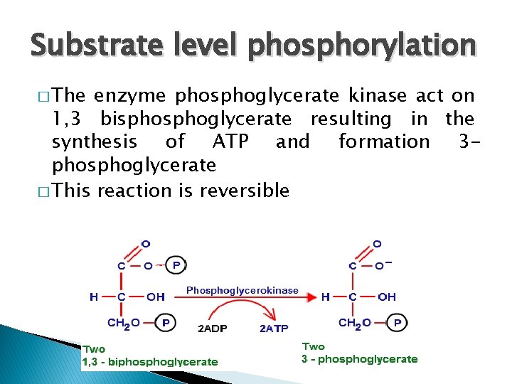 Substrate level phosphorylation � The enzyme phosphoglycerate kinase act on 1, 3 bisphoglycerate resulting