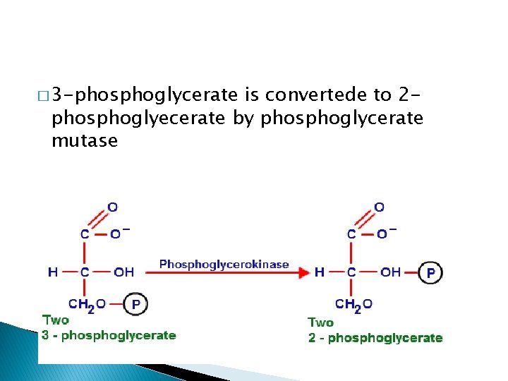 � 3 -phosphoglycerate is convertede to 2 phosphoglyecerate by phosphoglycerate mutase 