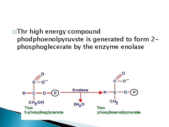 � Thr high energy compound phodphoenolpyruvste is generated to form 2 phosphoglecerate by the